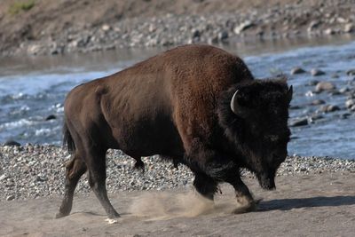 American Bison