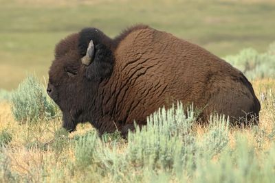 American Bison