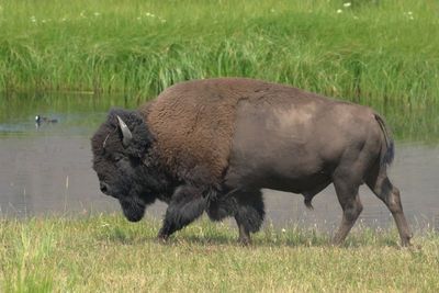 American Bison
