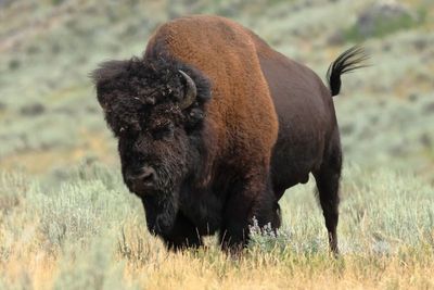 American Bison