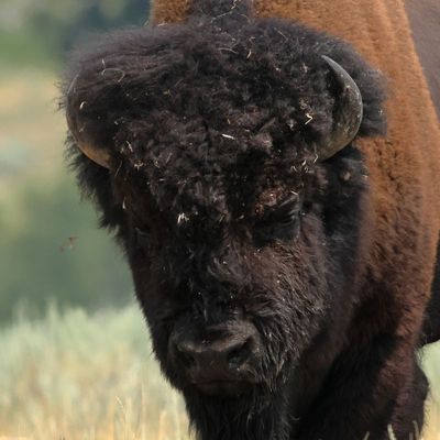 American Bison