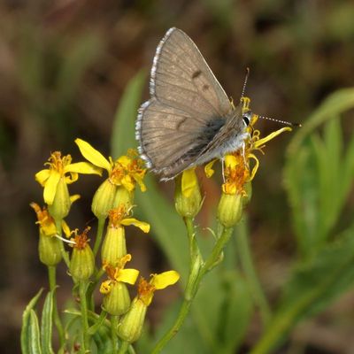 Edith's Copper ♂
