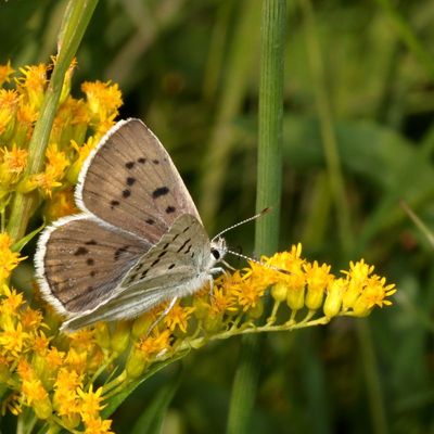 Blue Copper ♀