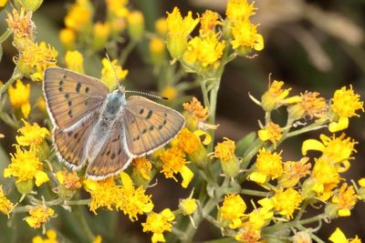 Blue Copper ♀