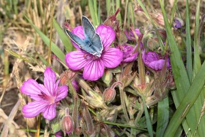 Blue Copper ♂