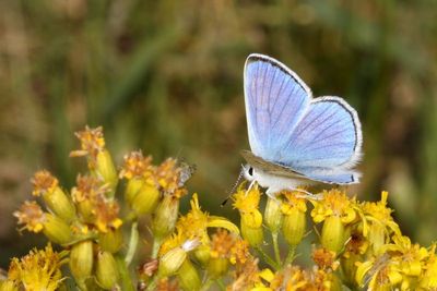 Blue Copper ♂