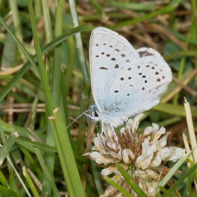 Greenish Blue ♂