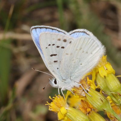 Blue Copper ♂