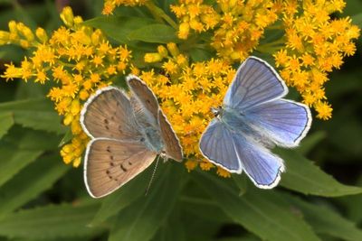 Blue Coppers ♀ & ♂