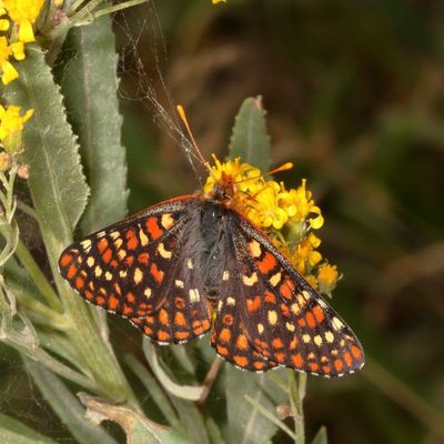 'Anica' Variable Checkerspot