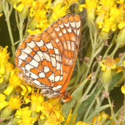 'Anica' Variable Checkerspot