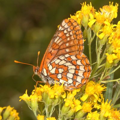 'Anica' Variable Checkerspot