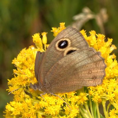 Common Wood-Nymph