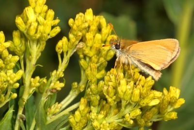 European Skipper