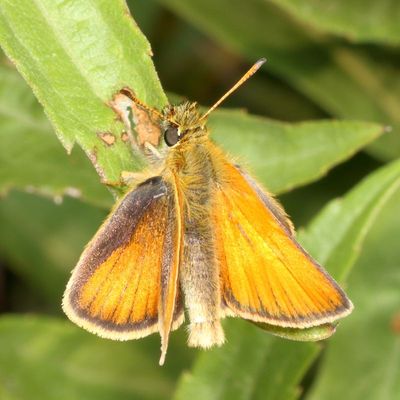European Skipper