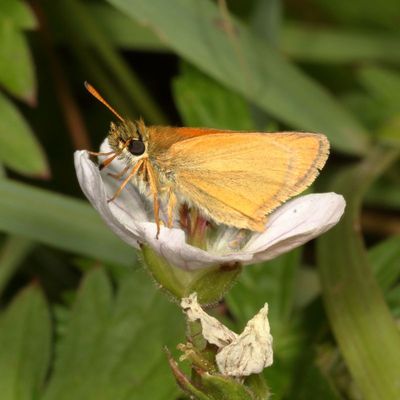 European Skipper