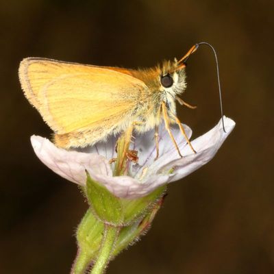 European Skipper