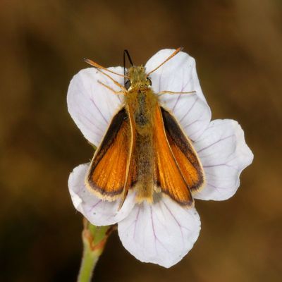 European Skipper