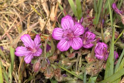 Geranium viscosissimum * Sticky Geranium