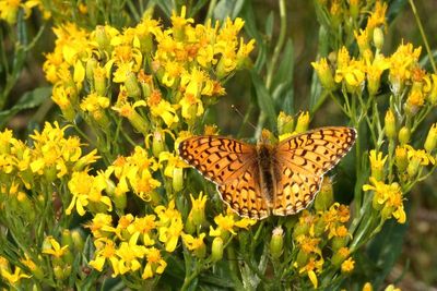 Morman Fritillary