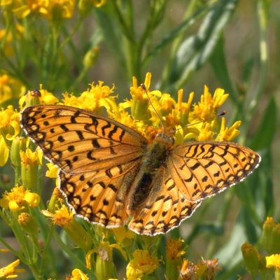 Morman Fritillary