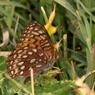 Hydaspe Fritillary
