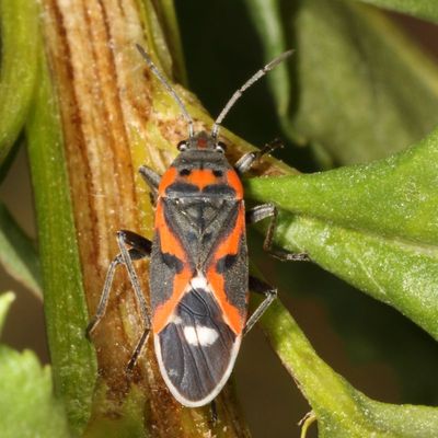 Lygaeus kalmii 