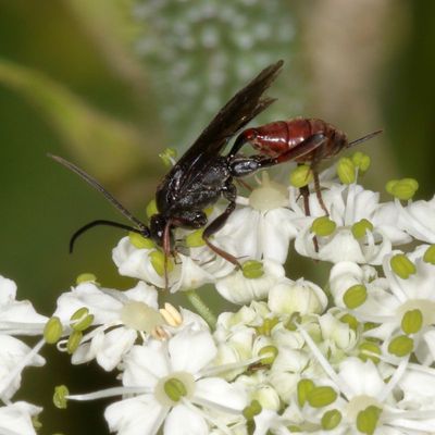 Family Ichneumonidae