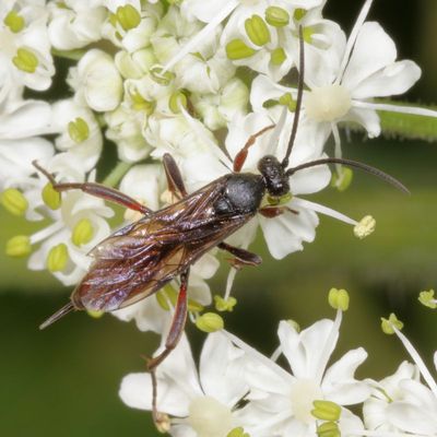 Family Ichneumonidae