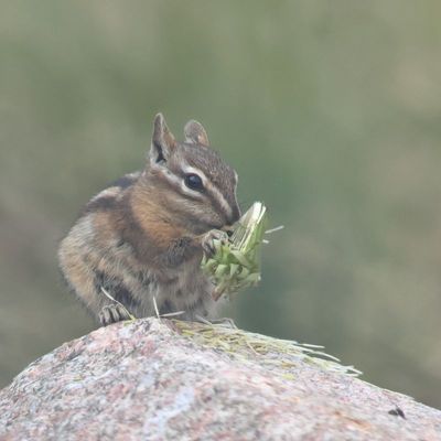 Neotamias minimus ssp. consobrinus