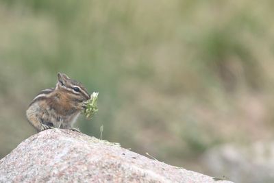 Neotamias minimus ssp. consobrinus