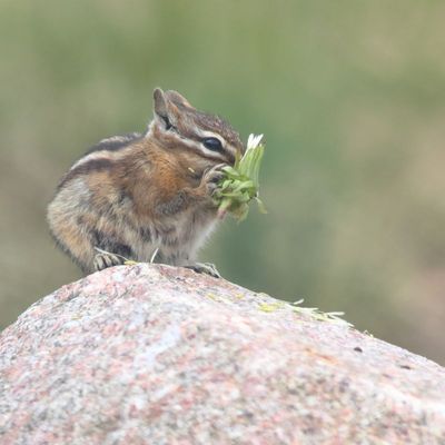 Neotamias minimus ssp. consobrinus
