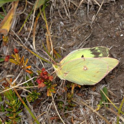 Clouded Sulphur ♀