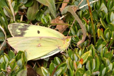 Clouded Sulphur ♀
