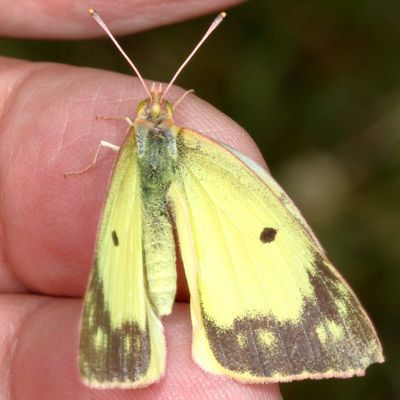 Clouded Sulphur ♀