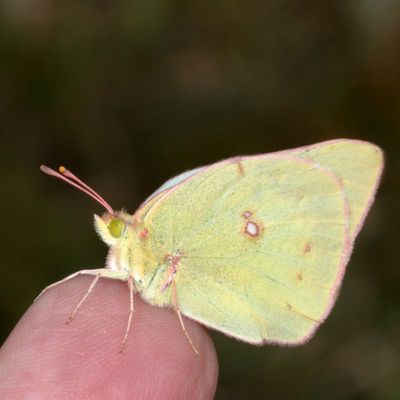 Clouded Sulphur ♀