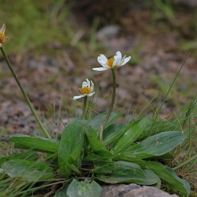 Caltha leptosepala Complex