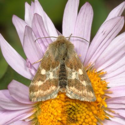 Hodges#11083 * Little Dark Gem * Schinia villosa 