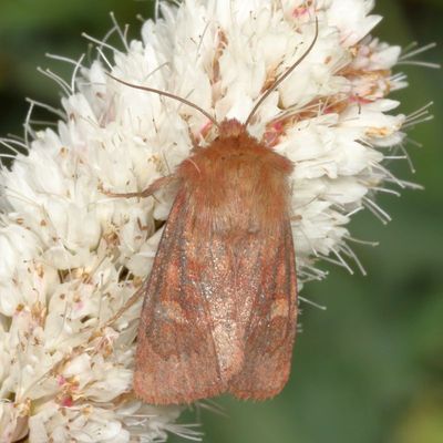 Hodges#10524 * Bronzed Cutworm Moth  ♀ * Nephelodes minians