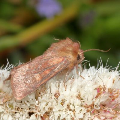 Hodges#10524 * Bronzed Cutworm Moth  ♀ * Nephelodes minians