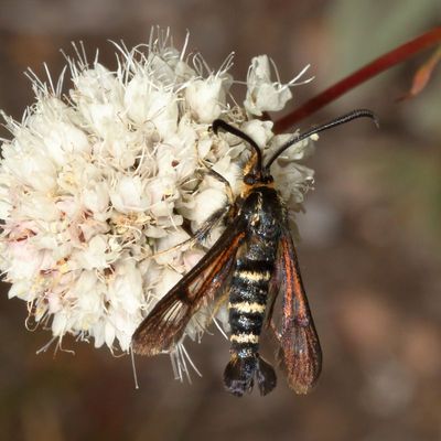 Hodges#2576 * Strawberry Crown Moth * Synanthedon bibionipennis