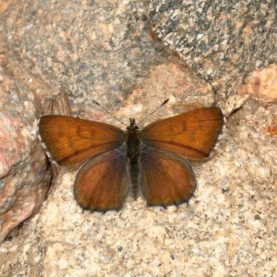 Mariposa Copper ♂
