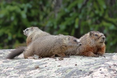Yellow-bellied Marmot