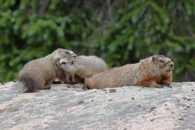 Yellow-bellied Marmot