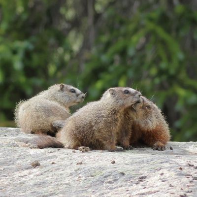 Yellow-bellied Marmot