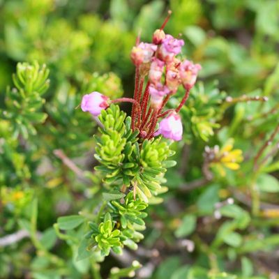 Phyllodoce empetriformis * Pink Mountainheath