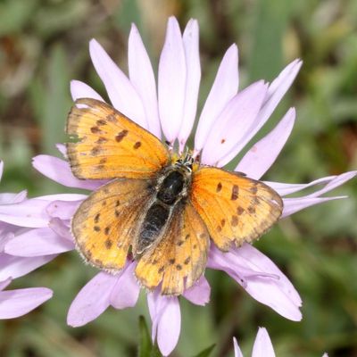 Lustrous Copper