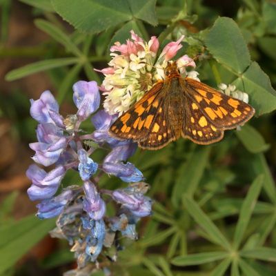 Western Arctic Skipper