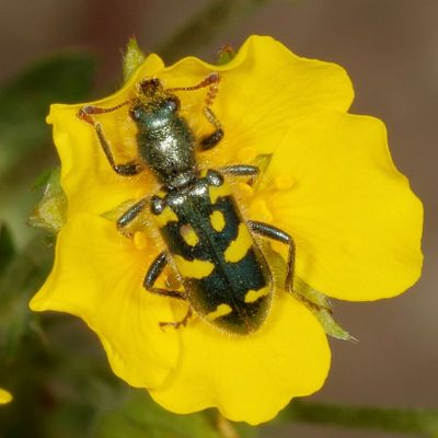 Trichodes ornatus
