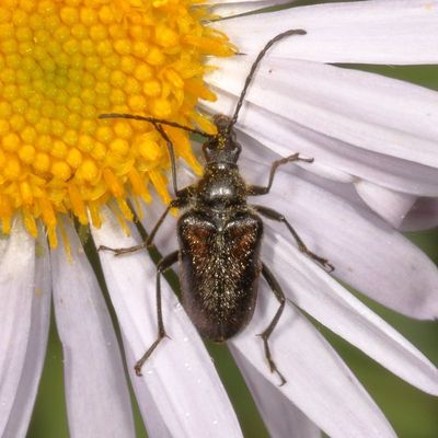 Gnathacmaeops pratensis